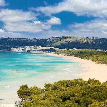 Alchimia By Amarena Collection